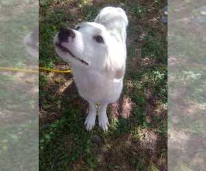 Jelly Pop - Female Great Pyrenees Dog for Adoption - Photo #2