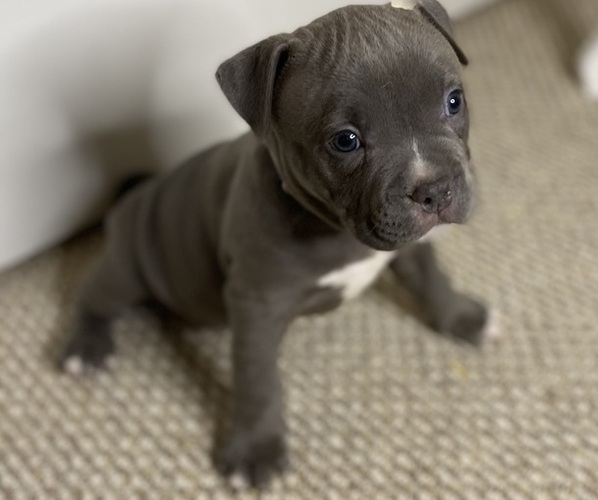Medium Photo #1 American Bully Puppy For Sale in WOODBRIDGE, VA, USA