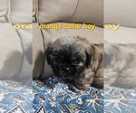 Small #3 Shih Tzu
