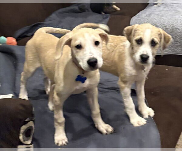 Medium Photo #7 Mutt Puppy For Sale in Plymouth, MN, USA