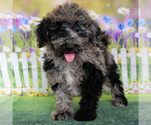 Poodle (Standard) Puppy for sale in TOPEKA, IN, USA