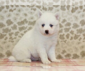 Pomsky Puppy for sale in DENVER, PA, USA