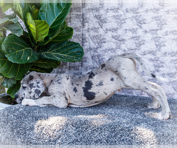 Medium Photo #14 Great Dane Puppy For Sale in WAKARUSA, IN, USA