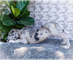 Small #13 Great Dane