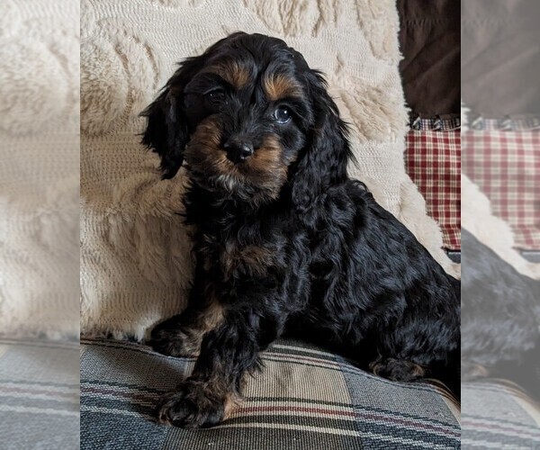 Medium Photo #2 Cock-A-Poo Puppy For Sale in SALEM, MO, USA