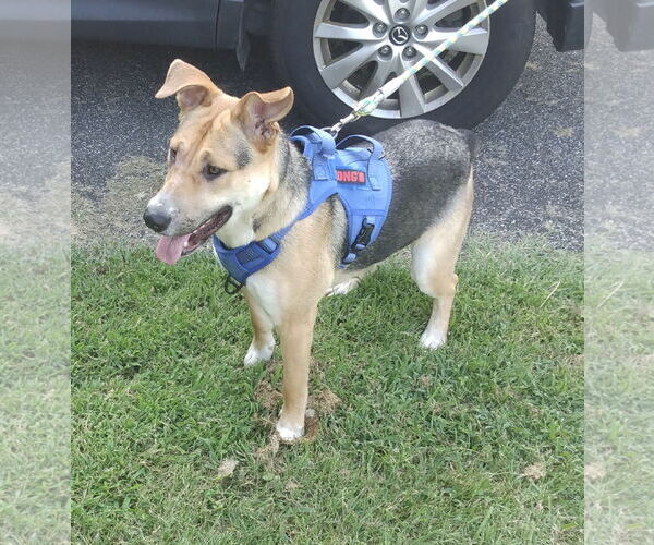 Medium Photo #2 German Shepherd Dog-Unknown Mix Puppy For Sale in Rocky Point, NC, USA