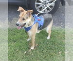 Small #1 German Shepherd Dog Mix