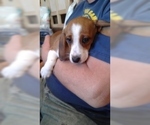 Small Photo #18 Dachshund Puppy For Sale in GARDEN GROVE, CA, USA