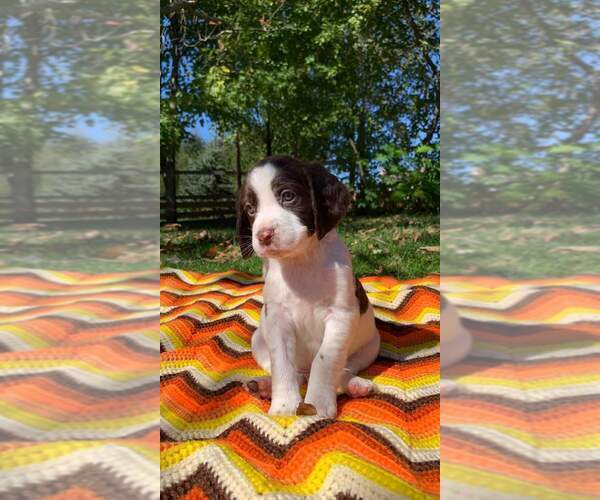 Medium Photo #1 English Springer Spaniel Puppy For Sale in DILLSBURG, PA, USA