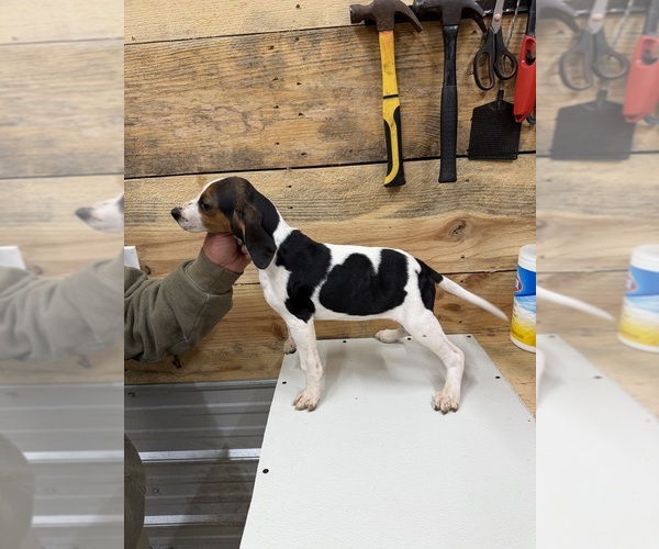 Medium Photo #1 Treeing Walker Coonhound Puppy For Sale in TABOR CITY, NC, USA