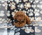 Small Photo #6 Poodle (Miniature) Puppy For Sale in OXFORD, PA, USA