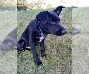 Australian Shepherd-German Shepherd Dog Mix Dogs for adoption in PEARISBURG, VA, USA