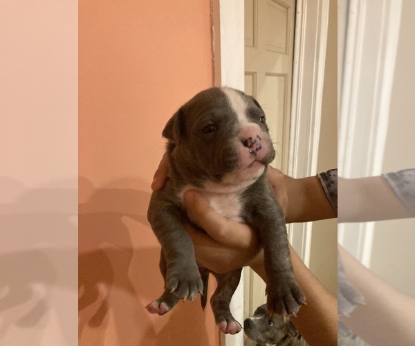 Medium Photo #3 American Pit Bull Terrier Puppy For Sale in STONE MOUNTAIN, GA, USA