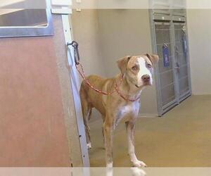 Mutt Dogs for adoption in Sacramento, CA, USA