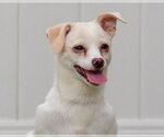 Small Chihuahua Mix