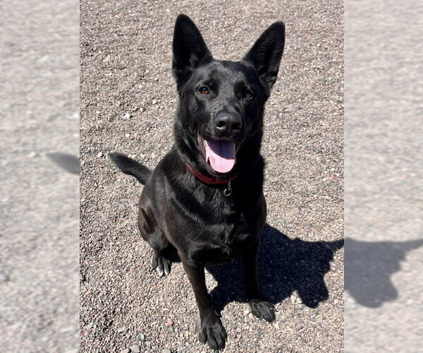 Medium Photo #2 German Shepherd Dog Puppy For Sale in Webster, WI, USA
