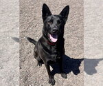 Small #1 German Shepherd Dog