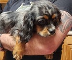 Small Photo #4 Cavalier King Charles Spaniel Puppy For Sale in BOONVILLE, NY, USA