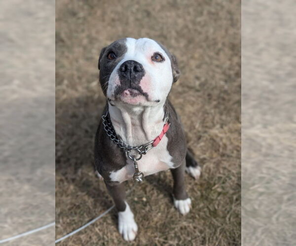Medium Photo #3 Mutt Puppy For Sale in FRAMINGHAM, MA, USA