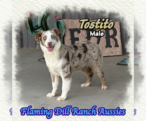Miniature Australian Shepherd Puppy for sale in FORESTBURG, TX, USA