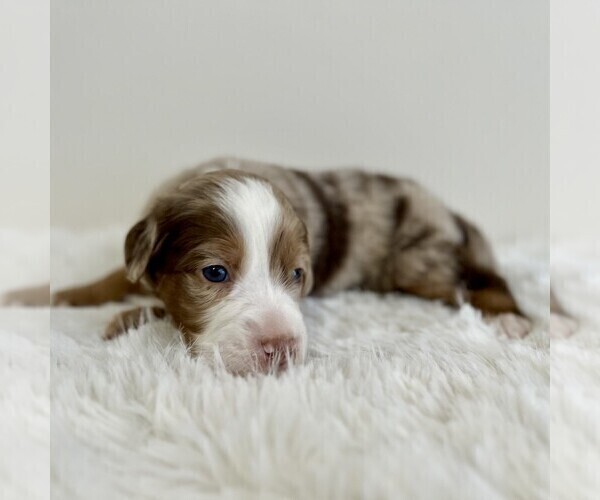 Medium Photo #5 Aussiedoodle Miniature -Miniature Bernedoodle Mix Puppy For Sale in CULPEPER, VA, USA