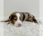Small #4 Aussiedoodle Miniature -Miniature Bernedoodle Mix
