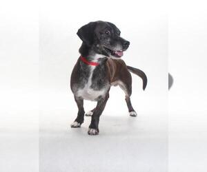 Dachshund-Unknown Mix Dogs for adoption in Burbank, CA, USA