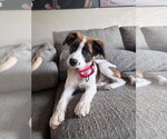 Small Mutt