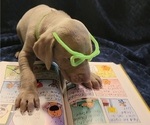 Small Photo #18 Weimaraner Puppy For Sale in NEWCASTLE, OK, USA