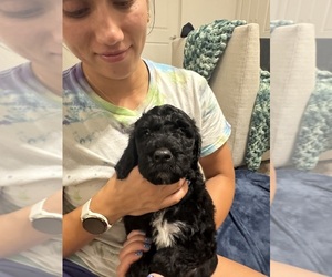 Goldendoodle Puppy for sale in WASHINGTON, UT, USA