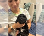 Small Goldendoodle