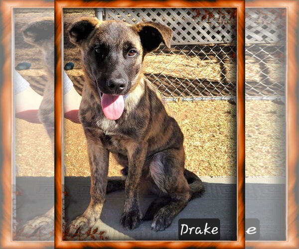 Medium Photo #2 German Shepherd Dog-Unknown Mix Puppy For Sale in Granbury, TX, USA