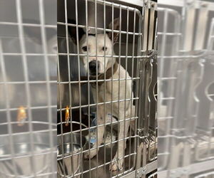 Mutt Dogs for adoption in Waco, TX, USA