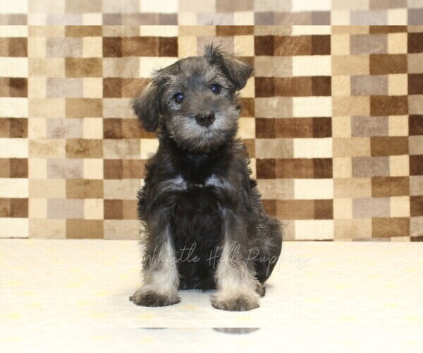 Medium Photo #3 Schnauzer (Miniature) Puppy For Sale in DENVER, PA, USA