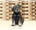 Small #2 Schnauzer (Miniature)