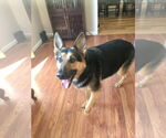 Small #5 German Shepherd Dog