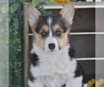 Small Photo #2 Pembroke Welsh Corgi Puppy For Sale in DENVER, PA, USA