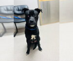 Small Photo #2 Chihuahua-Labrador Retriever Mix Puppy For Sale in McDonough, GA, USA