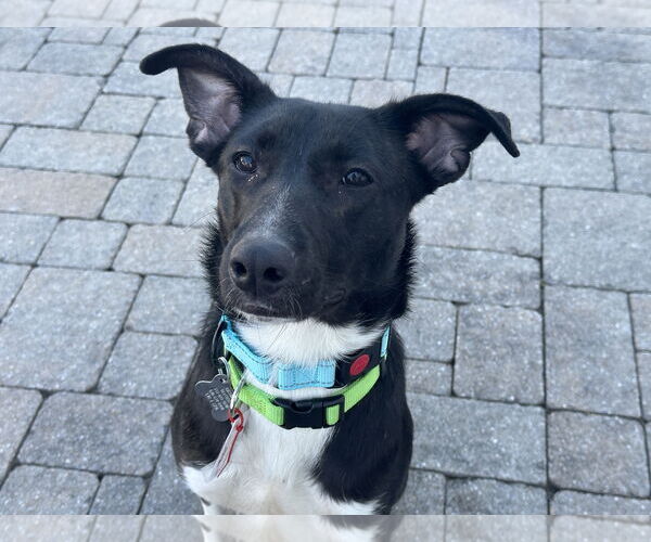 Medium Photo #2 Border Collie-Unknown Mix Puppy For Sale in Harrisburg, PA, USA