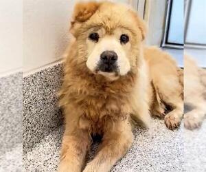 Chow Chow Dogs for adoption in Houston, TX, USA
