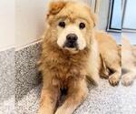 Small Chow Chow
