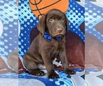 Small Photo #1 Labrador Retriever Puppy For Sale in KINZERS, PA, USA