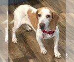 Small #3 Beagle