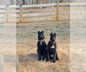 Cane Corso Puppy for sale in RUTHERFORDTON, NC, USA