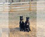 Small Photo #1 Cane Corso Puppy For Sale in RUTHERFORDTON, NC, USA