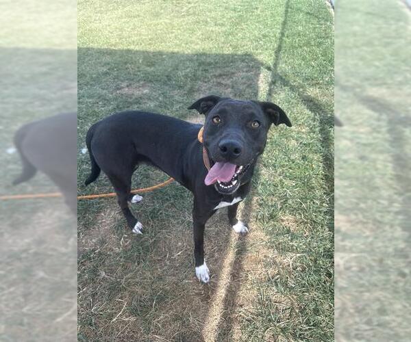 Medium Photo #1 American Staffordshire Terrier Puppy For Sale in Louisville, KY, USA