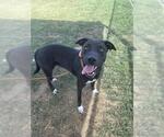 Small American Staffordshire Terrier