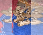 Small Photo #1 Golden Retriever Puppy For Sale in DEL RIO, TX, USA