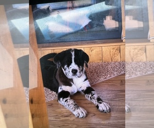 Akita-Miniature American Shepherd Mix Puppy for sale in GLADWIN, MI, USA