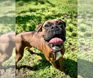 Boxer Dogs for adoption in Dumont, NJ, USA